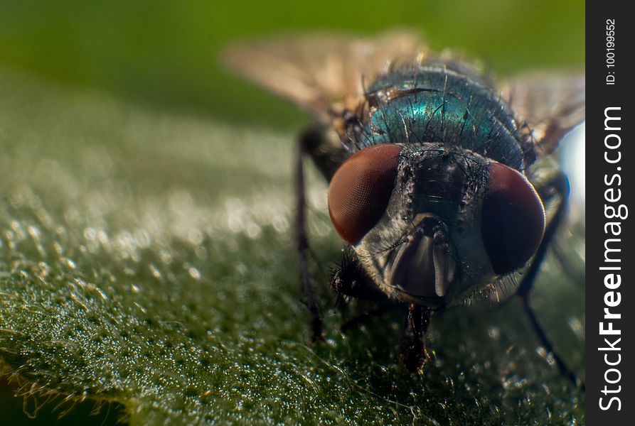 Insect, Macro Photography, Close Up, Fly