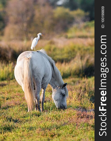 Horse, Fauna, Pasture, Crane Like Bird