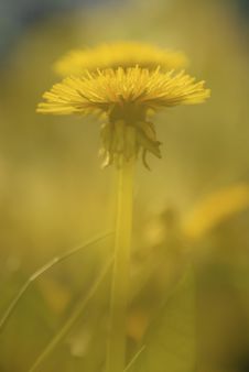 Dandelion Background Stock Photos