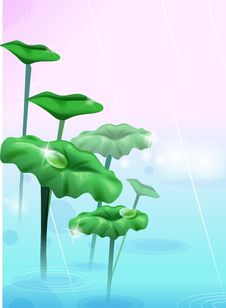 Lotus Leaves Royalty Free Stock Photos Lotus Leaves Royalty Free Stock Photos