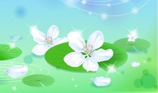 Lotus Stock Photography Lotus Stock Photography