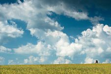 Colza Field Stock Images Colza Field Stock Images