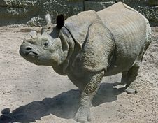 Great Indian Rhinoceros 4 Royalty Free Stock Photos