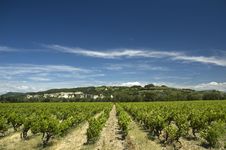 Vineyard Stock Image Vineyard Stock Image