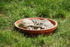 Turtles Stock Photography Turtles Stock Photography