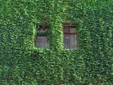Ivy On Wall. Stock Photography