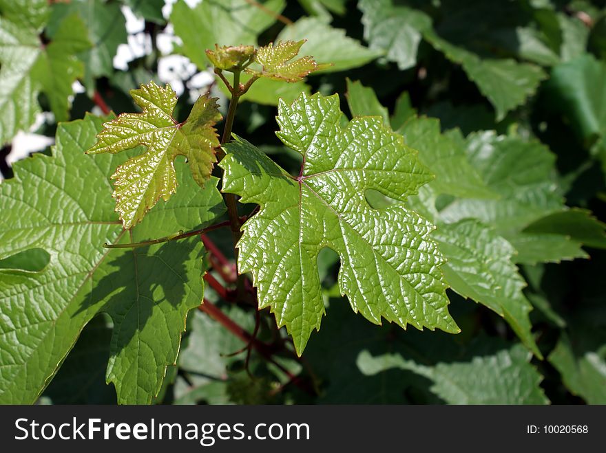 Young green grape leaves. Nature. Young green grape leaves. Nature.
