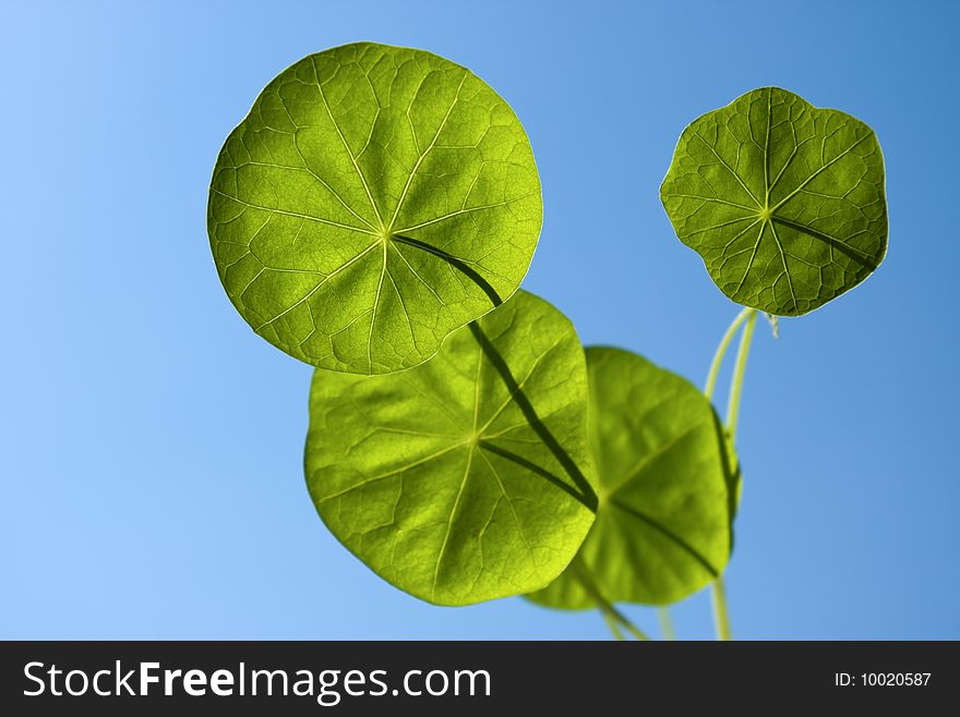 Leaves of a nasturtium on a background of the blue sky. Selective focus this image. Leaves of a nasturtium on a background of the blue sky. Selective focus this image