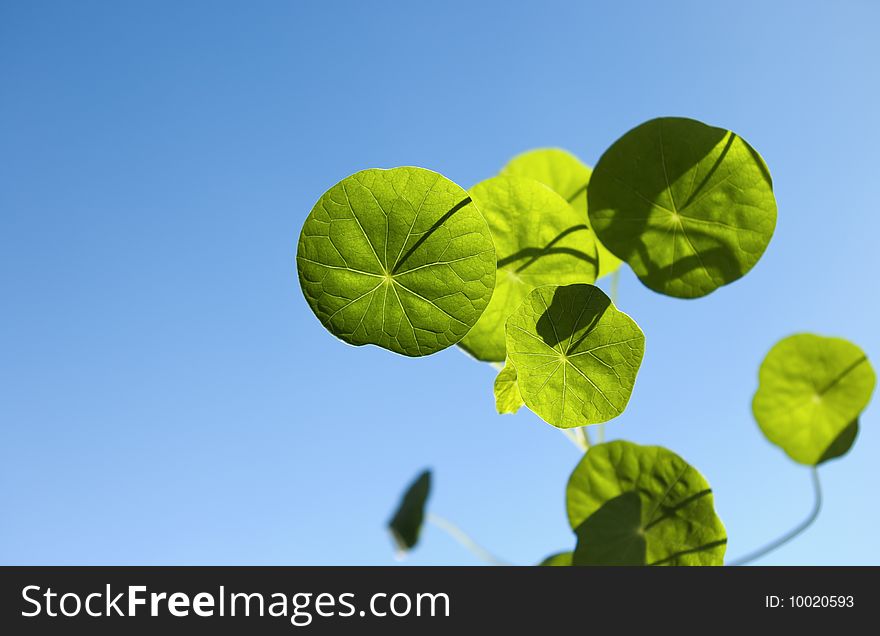 Leaves of a nasturtium on a background of the blue sky. Selective focus this image. Leaves of a nasturtium on a background of the blue sky. Selective focus this image