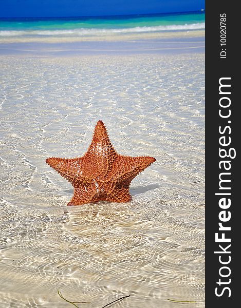 Detail of big starfish on shallow water of tropical beach