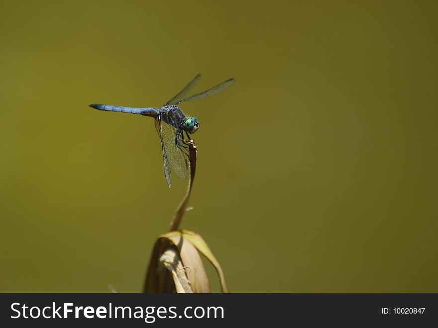 A Blue Dragonfly resting on a twig over a pond