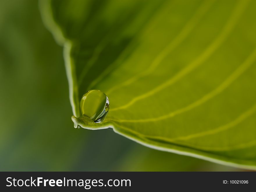 Water Drop On Plant Leaf