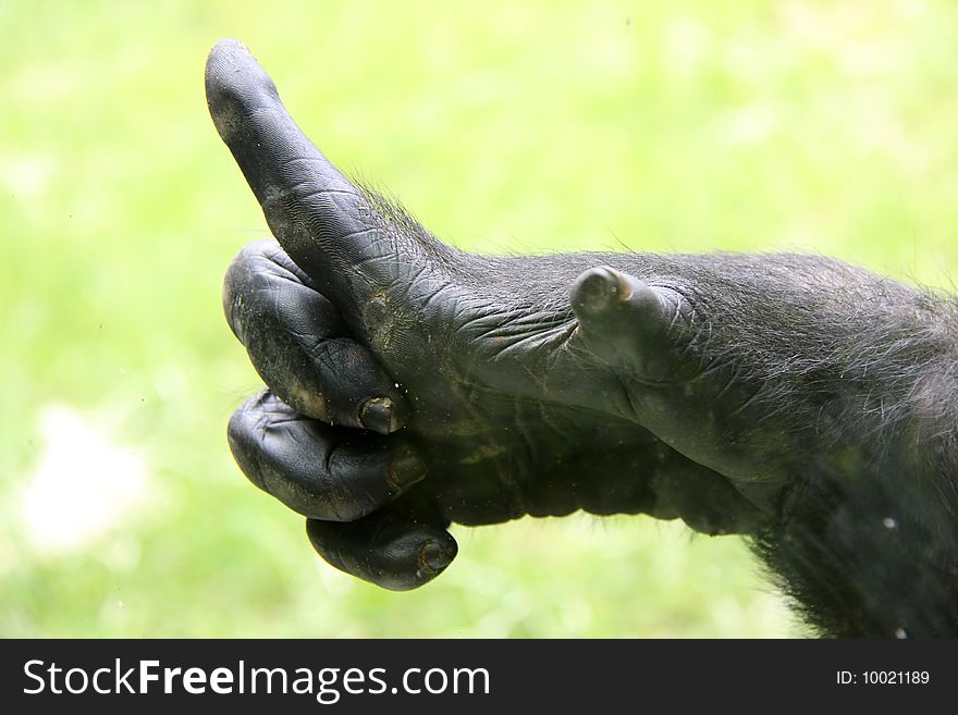Fingers from an mountain gorilla