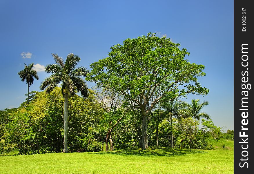 Landscape with cuban trees and vegetation under blue sky. Landscape with cuban trees and vegetation under blue sky