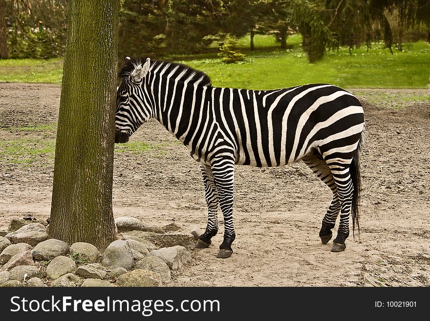 Zebra standing naxt to a tree