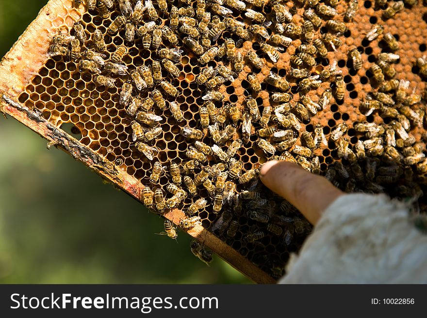 Bees collect honey in honeycombs. Bees collect honey in honeycombs.