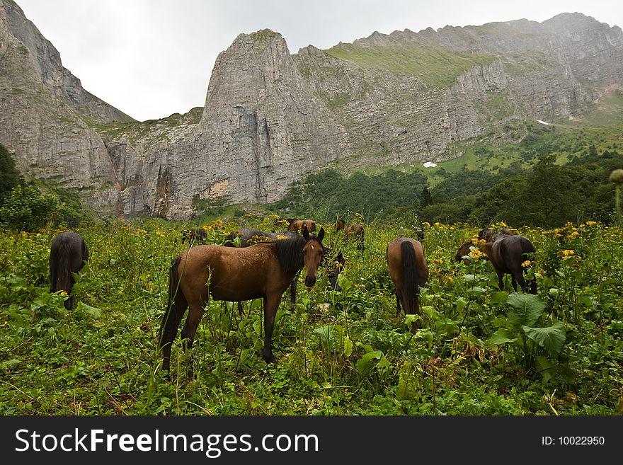 On a meadow, against mountains horses are grazed