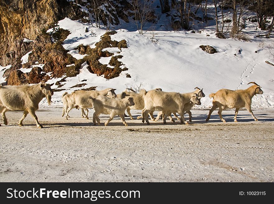 The herd of goats goes on snow road