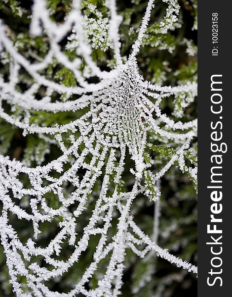 Frozen spiderweb covered with ice