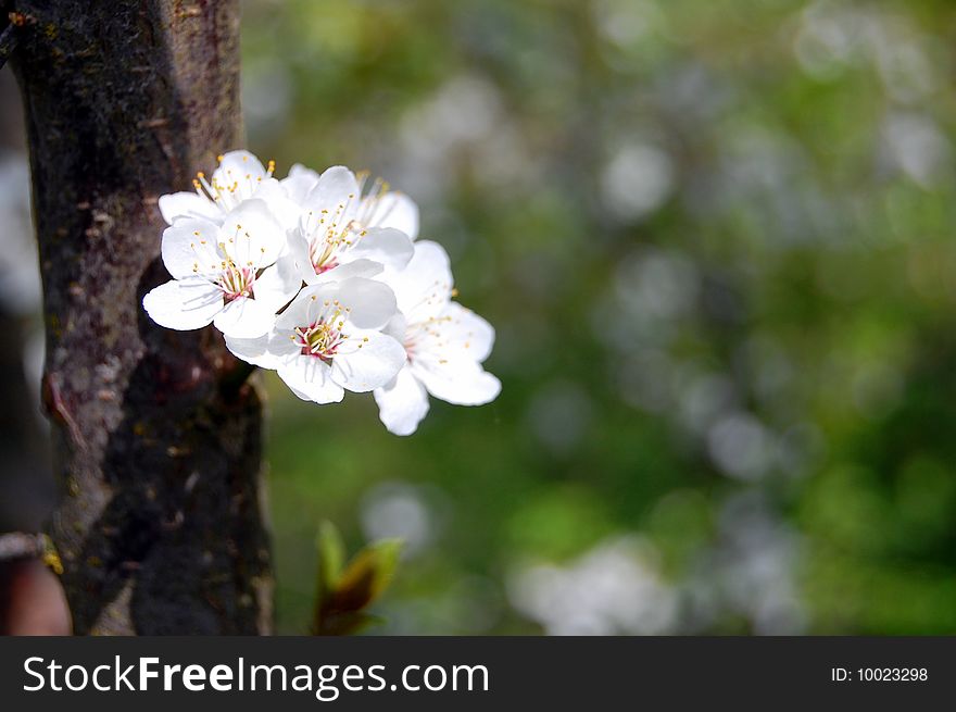 Cherry blossom branch in spring