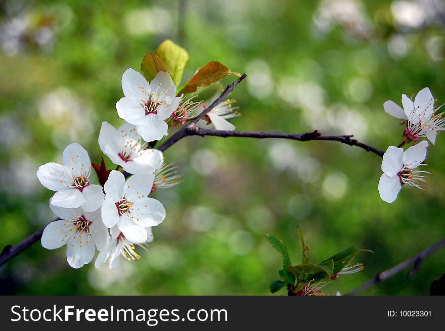 Cherry blossom branch in spring. Cherry blossom branch in spring