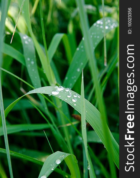 An image of green grass covered with dew
