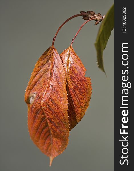 Redish brown leaf, autumnal ornament