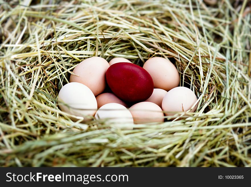 Several fresh eggs and Easter egg in a nest. Several fresh eggs and Easter egg in a nest