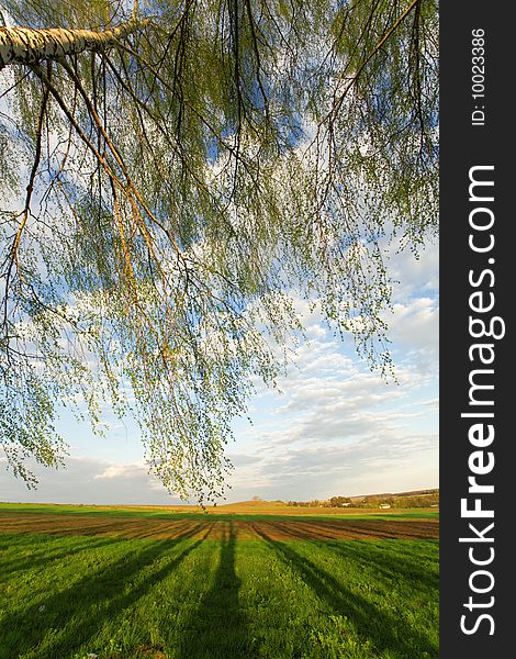 Tree branches on the background of green crops and cloudy sky