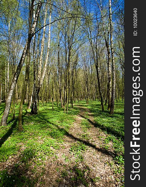 Narrow woodland road amongst the green trees