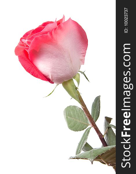 Red rose, isolated on white