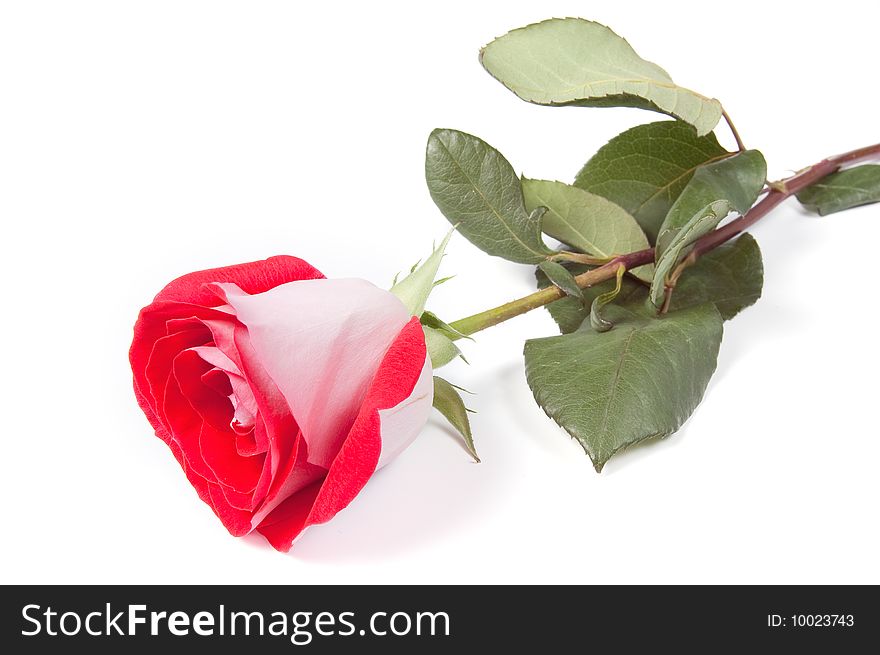 Red rose, isolated on white
