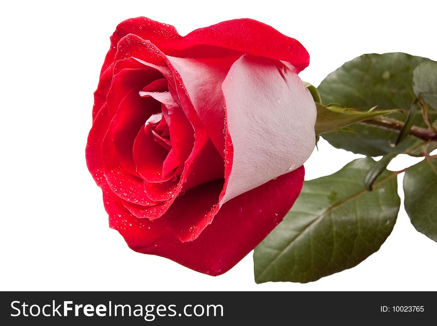 Red dropped rose, isolated on white. Red dropped rose, isolated on white