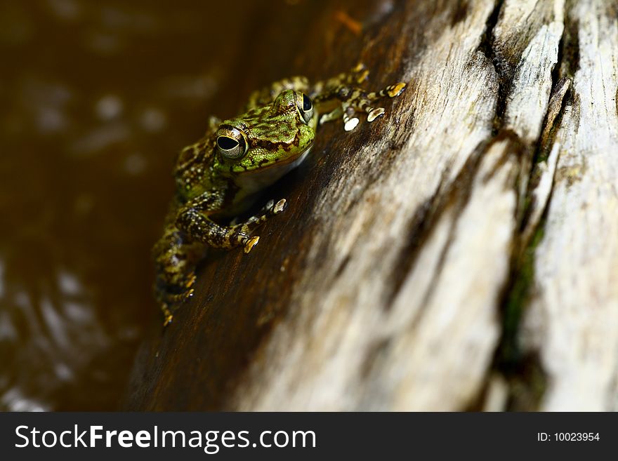 A leopard frog found at a wood of waterfall