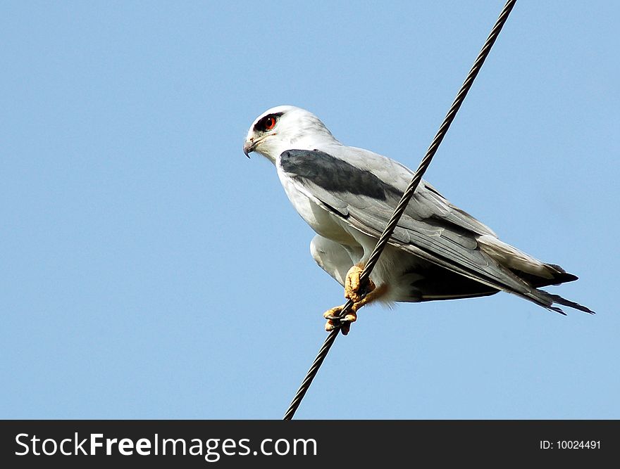 Hawk sitting on the wire