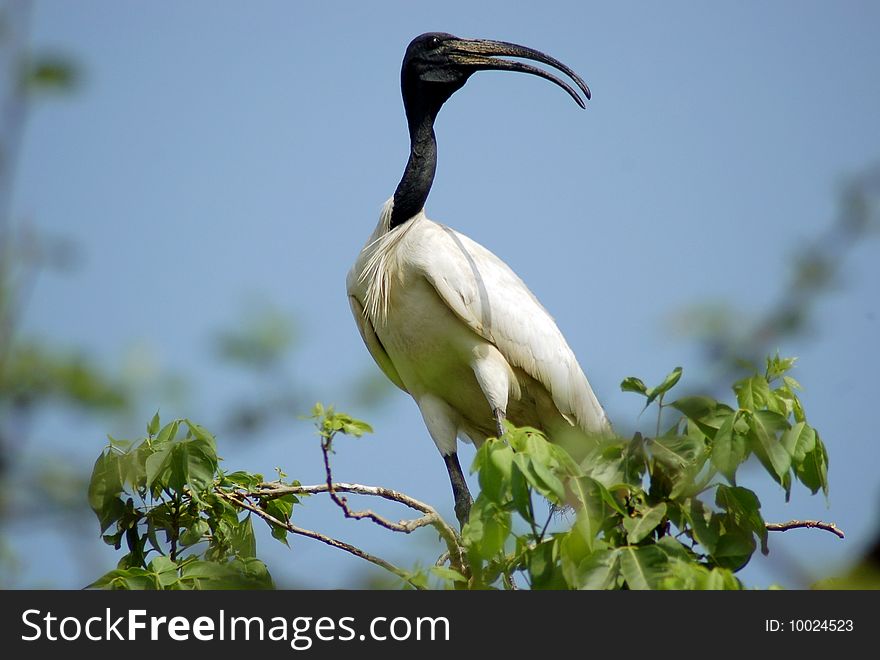 Great Siberian Crane