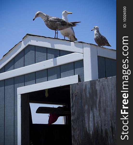 Seagulls sit on top of a beach shack. Seagulls sit on top of a beach shack