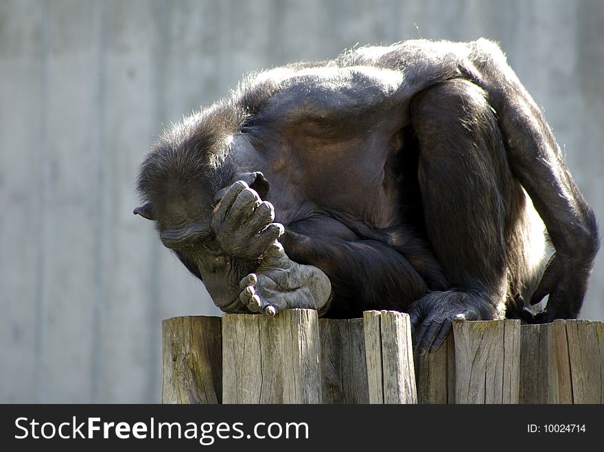 Monkey is sitting outside on a wood stand and sleep. Monkey is sitting outside on a wood stand and sleep