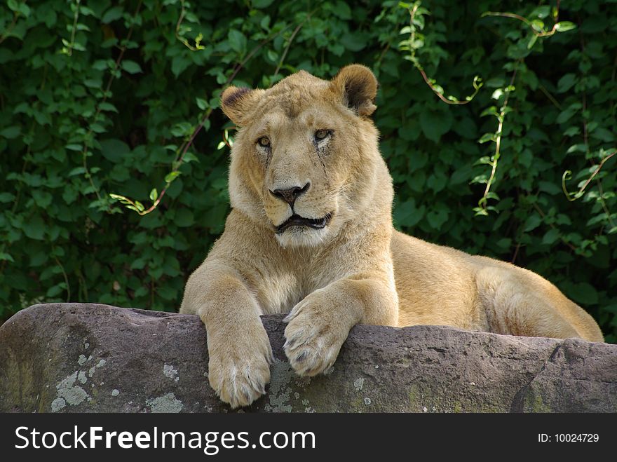 Lion lady laying on a rock