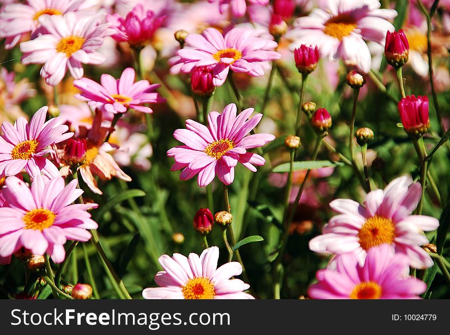 Cluster of pink daisy flowers in meadow. Cluster of pink daisy flowers in meadow