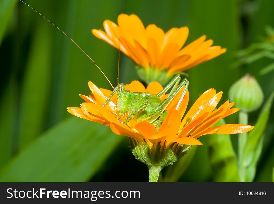 grasshopper sits on orange flower