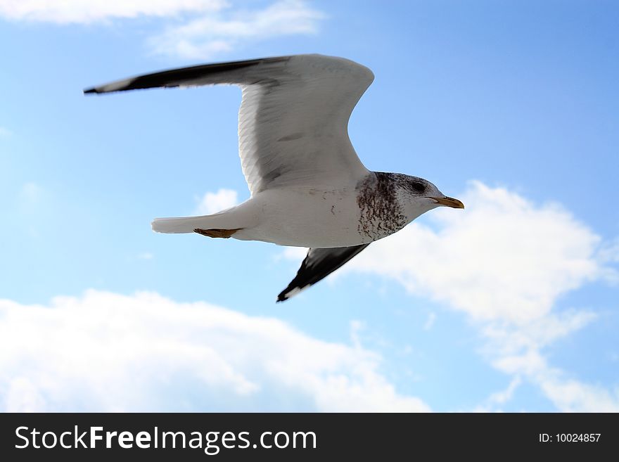 A gull flying on the air