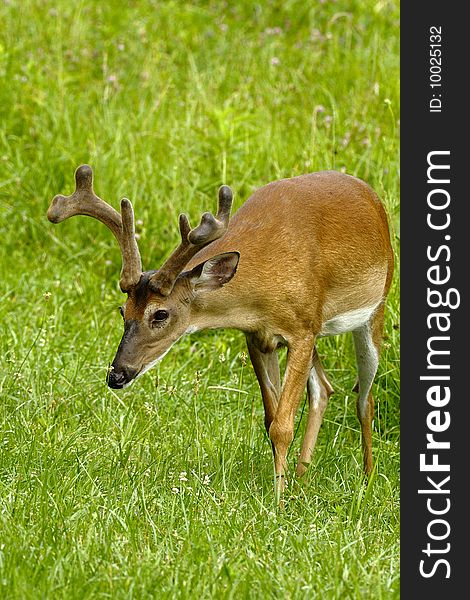 Whitetail buck in velvet located in meadow. Whitetail buck in velvet located in meadow