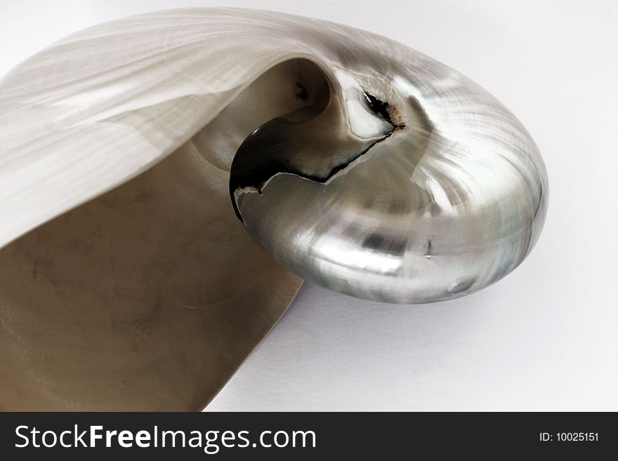 Seashell on a white background, nacre, nacreshell