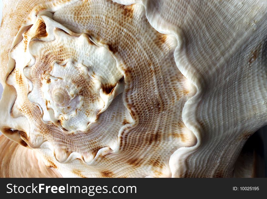 Seashell on a white background, nacre, nacreshell