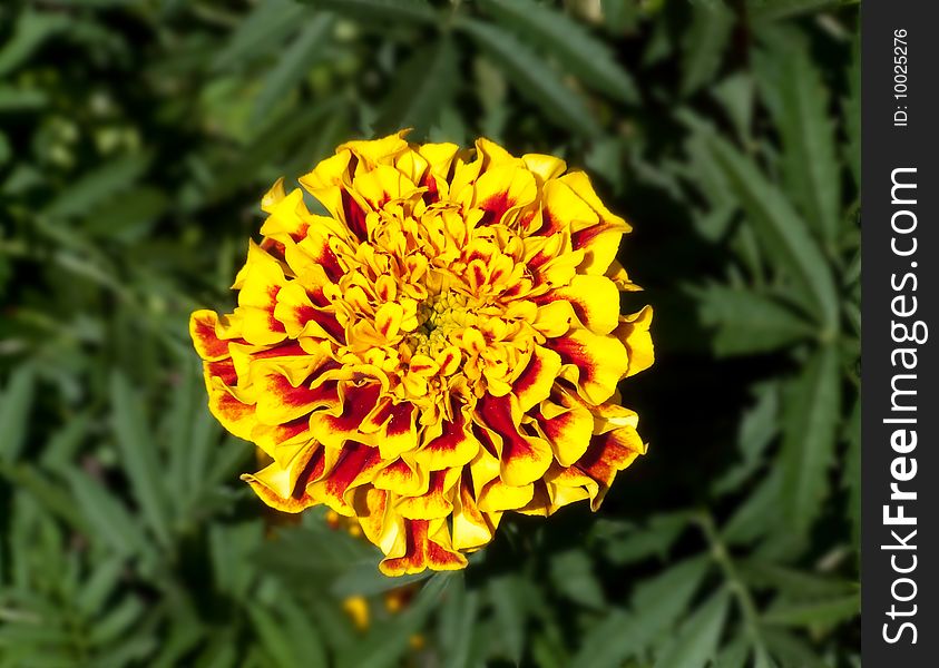 Stock photo yellow flower lonely