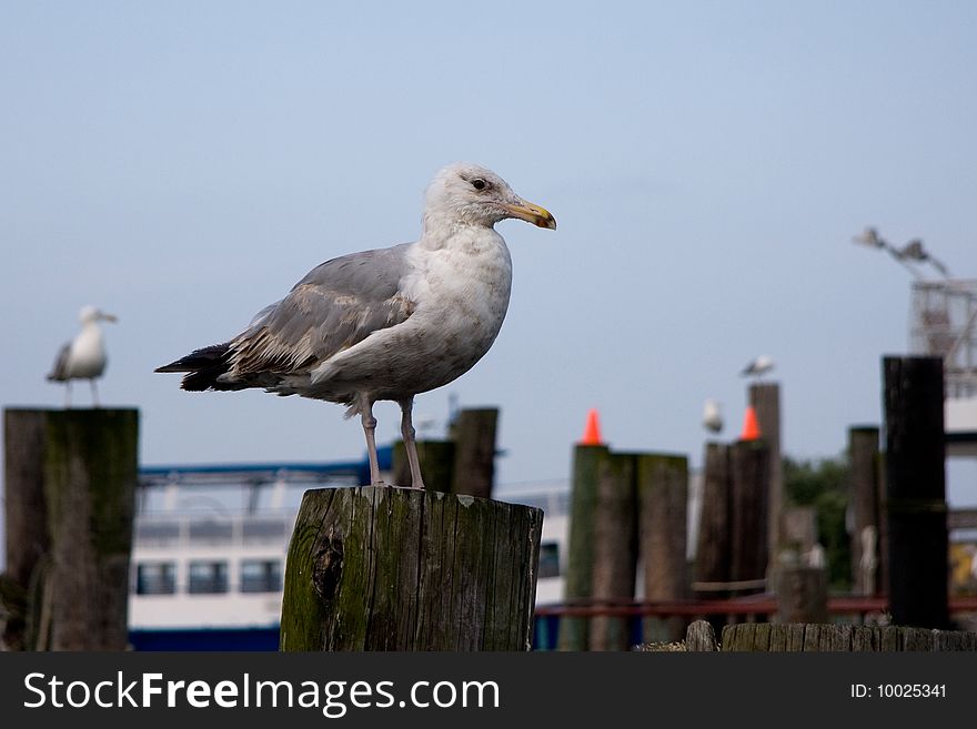 A seagull perched on a dock at the marina