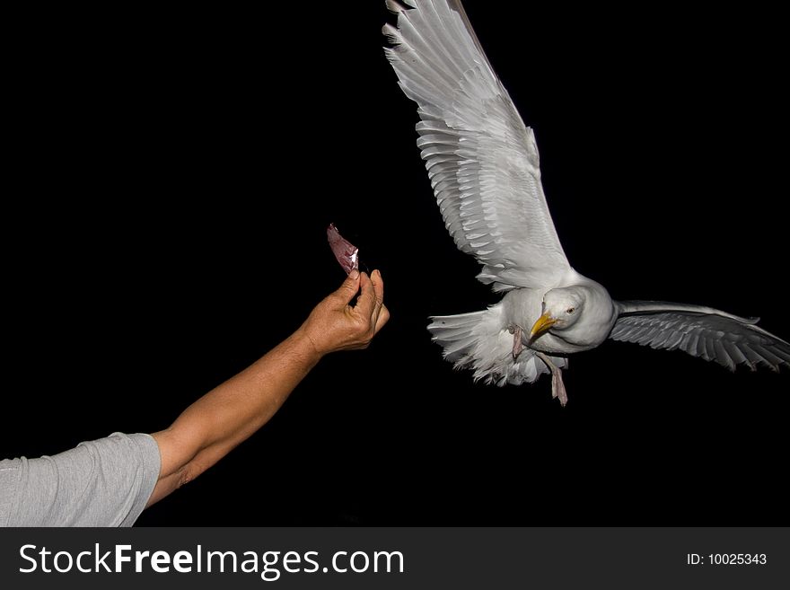 A seagull in flight to be hand fed