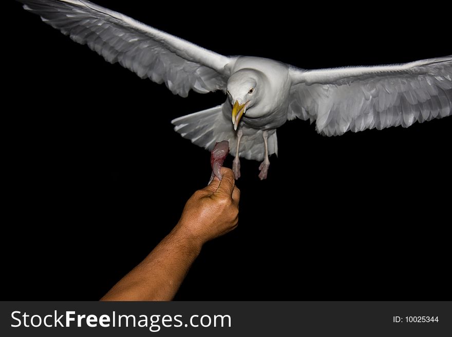 A seagull in flight to be hand fed. A seagull in flight to be hand fed