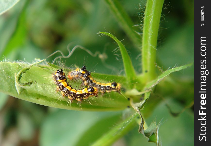 Caterpillar on a tree, eating a leaf.